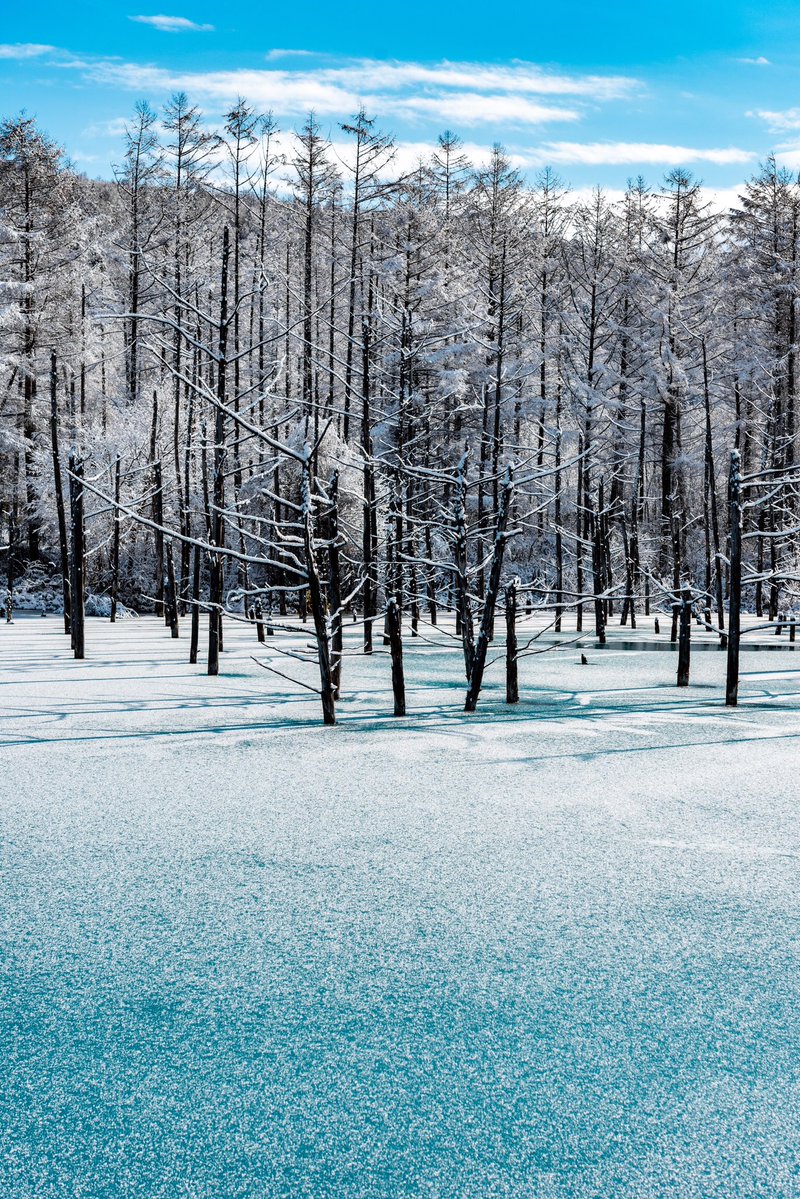 北海道青池「初落雪」美得宛如仙境　到了夜晚「更加絢麗魔幻」此生必要去一趟！