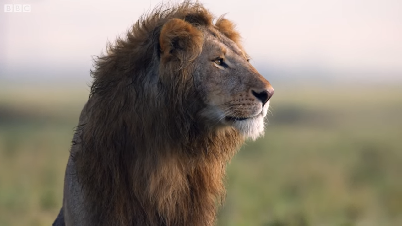 落單雄獅「被兇猛鬣狗群包圍攻擊」快要撐不住！最後一秒「好友衝上前霸氣神救援」：別怕我來了