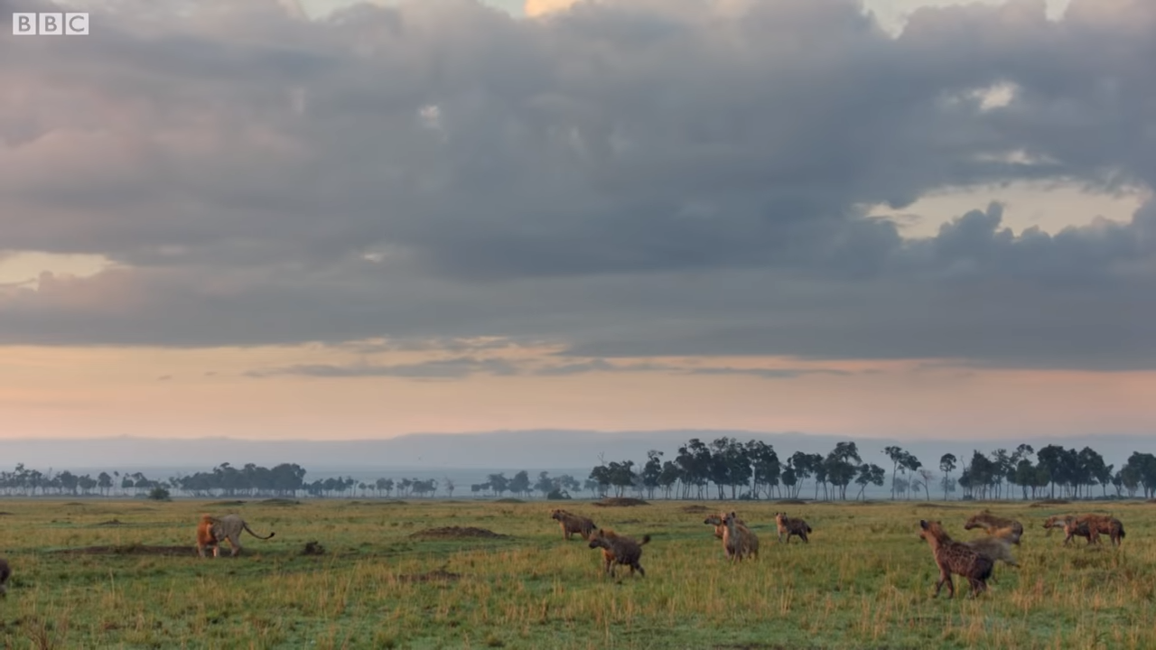 落單雄獅「被兇猛鬣狗群包圍攻擊」快要撐不住！最後一秒「好友衝上前霸氣神救援」：別怕我來了