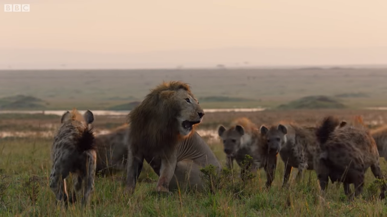 落單雄獅「被兇猛鬣狗群包圍攻擊」快要撐不住！最後一秒「好友衝上前霸氣神救援」：別怕我來了