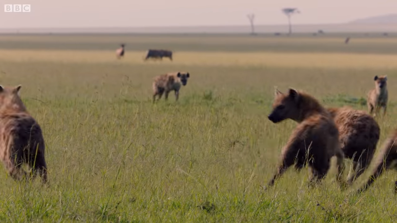 落單雄獅「被兇猛鬣狗群包圍攻擊」快要撐不住！最後一秒「好友衝上前霸氣神救援」：別怕我來了