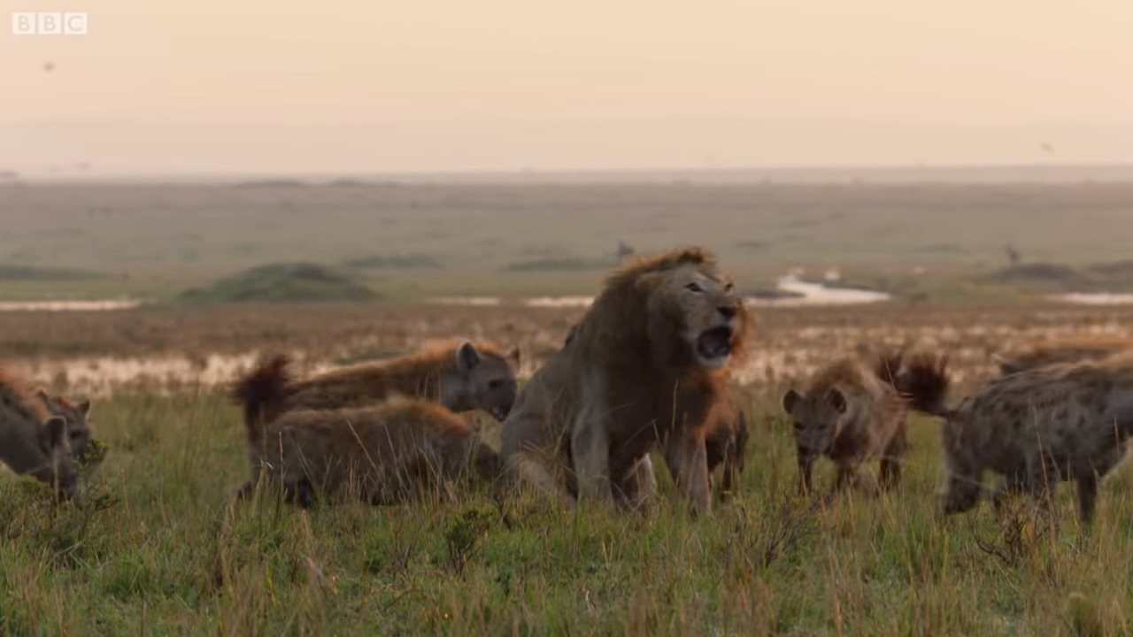 落單雄獅「被兇猛鬣狗群包圍攻擊」快要撐不住！最後一秒「好友衝上前霸氣神救援」：別怕我來了