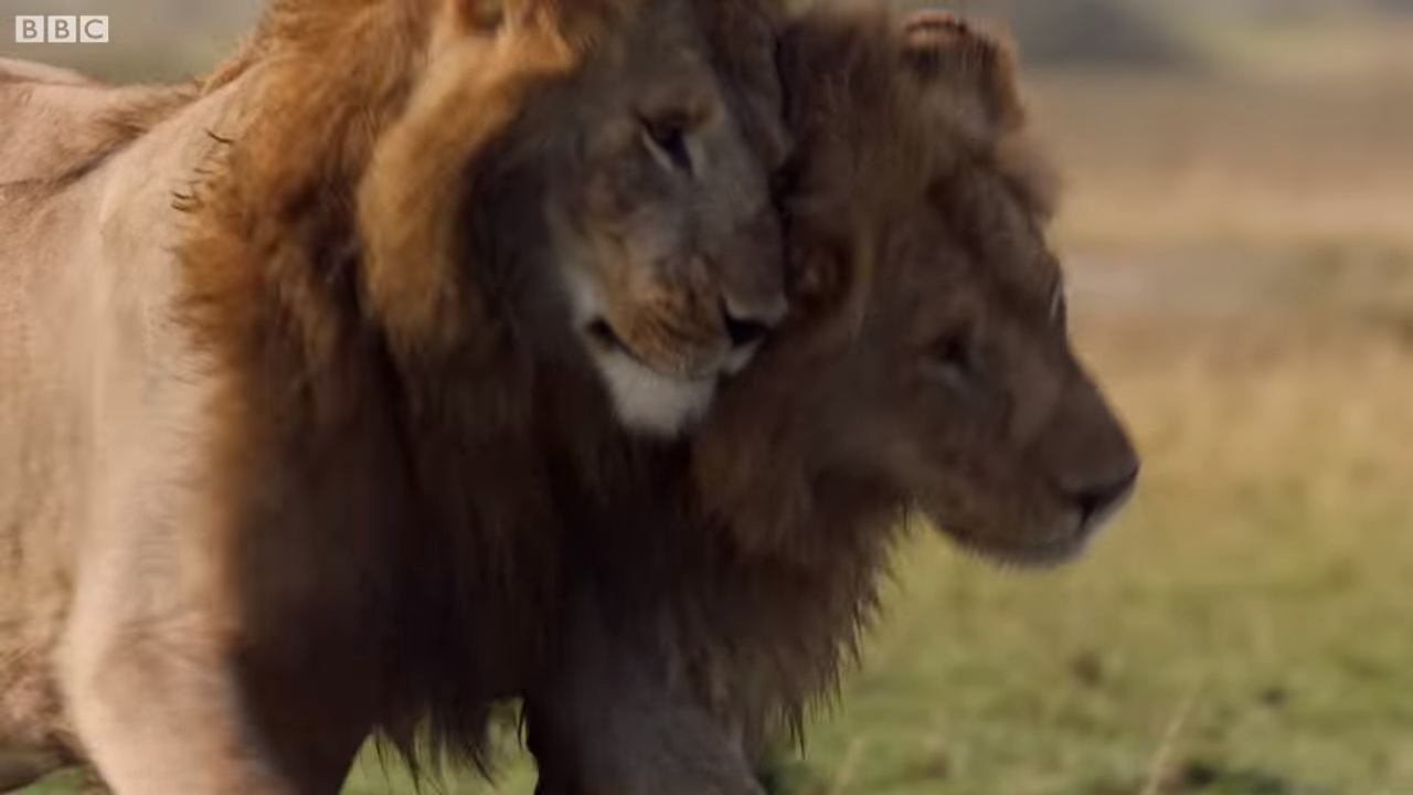 落單雄獅「被兇猛鬣狗群包圍攻擊」快要撐不住！最後一秒「好友衝上前霸氣神救援」：別怕我來了