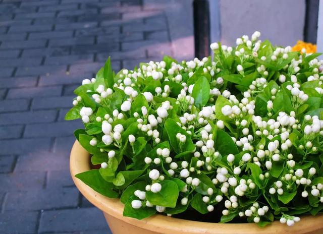 陽台花卉最佳選擇！養一盆茉莉花比什麼都強　「只要注意5點」花卉朵朵開