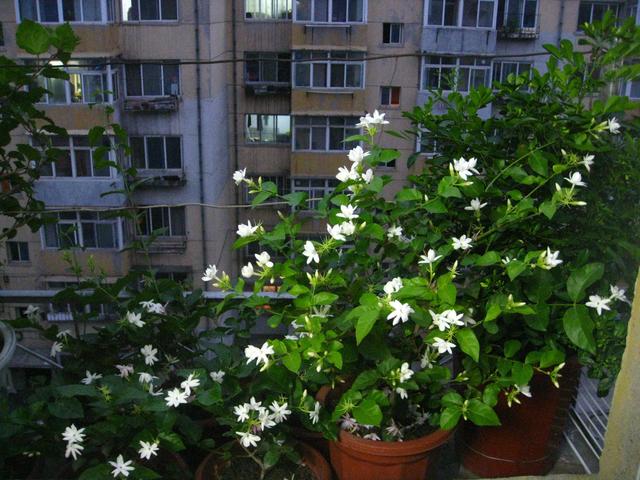 陽台花卉最佳選擇！養一盆茉莉花比什麼都強　「只要注意5點」花卉朵朵開