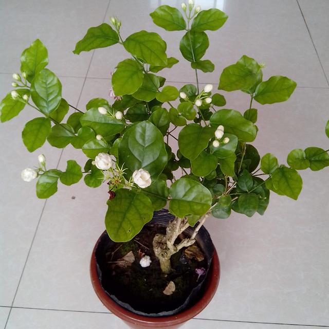陽台花卉最佳選擇！養一盆茉莉花比什麼都強　「只要注意5點」花卉朵朵開
