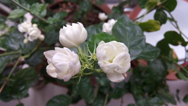 陽台花卉最佳選擇！養一盆茉莉花比什麼都強　「只要注意5點」花卉朵朵開