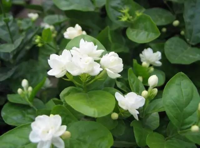 陽台花卉最佳選擇！養一盆茉莉花比什麼都強　「只要注意5點」花卉朵朵開