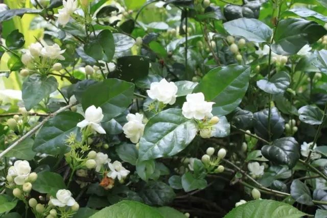 陽台花卉最佳選擇！養一盆茉莉花比什麼都強　「只要注意5點」花卉朵朵開