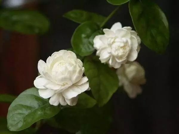 陽台花卉最佳選擇！養一盆茉莉花比什麼都強　「只要注意5點」花卉朵朵開