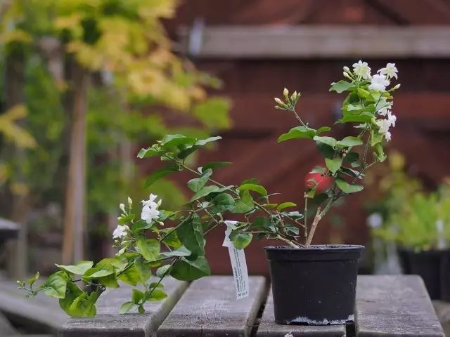 陽台花卉最佳選擇！養一盆茉莉花比什麼都強　「只要注意5點」花卉朵朵開
