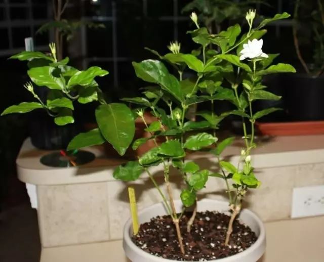 陽台花卉最佳選擇！養一盆茉莉花比什麼都強　「只要注意5點」花卉朵朵開