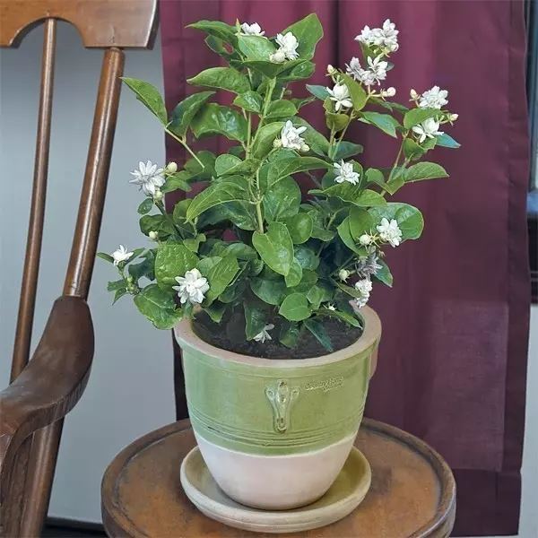 陽台花卉最佳選擇！養一盆茉莉花比什麼都強　「只要注意5點」花卉朵朵開