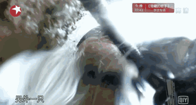 不完美才痛快！學霸演技好的張鈞甯證明：單親家庭也可培養出優秀的孩子