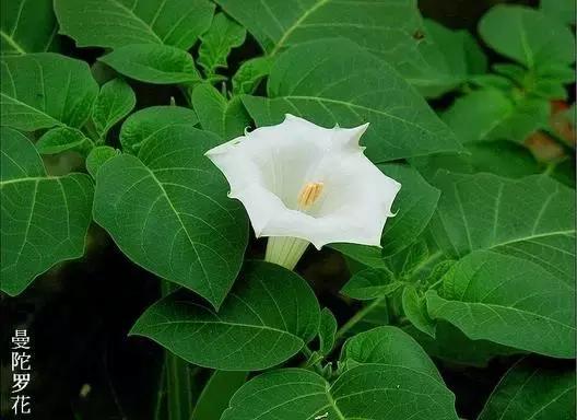 小時候在鄉村路邊「經常看到的不知名的植物」，快來看看你能認識幾個