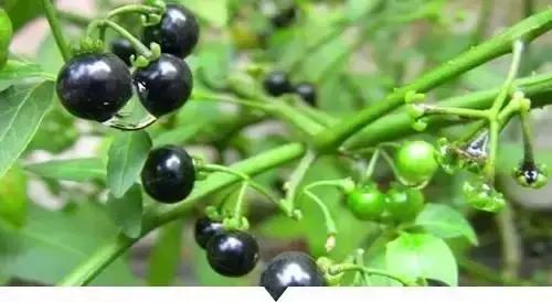 小時候在鄉村路邊「經常看到的不知名的植物」，快來看看你能認識幾個