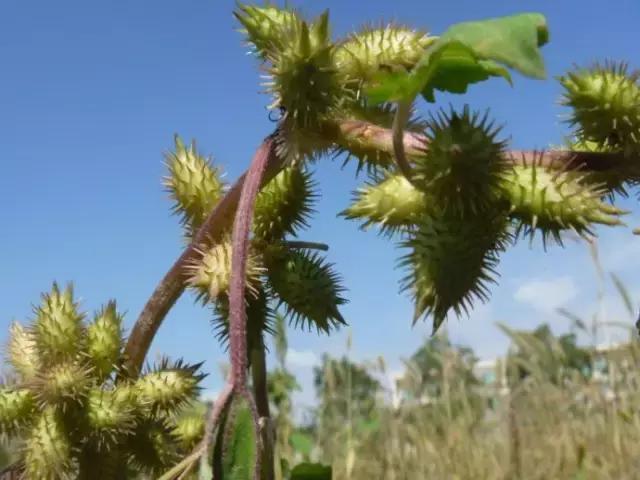 小時候在鄉村路邊「經常看到的不知名的植物」，快來看看你能認識幾個