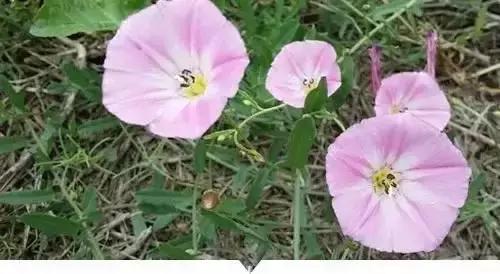 小時候在鄉村路邊「經常看到的不知名的植物」，快來看看你能認識幾個