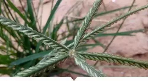 小時候在鄉村路邊「經常看到的不知名的植物」，快來看看你能認識幾個