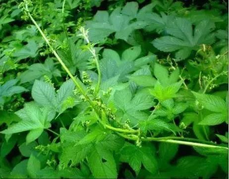 小時候在鄉村路邊「經常看到的不知名的植物」，快來看看你能認識幾個