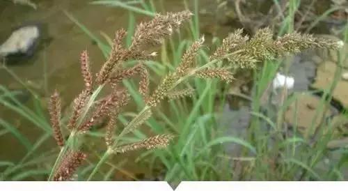 小時候在鄉村路邊「經常看到的不知名的植物」，快來看看你能認識幾個