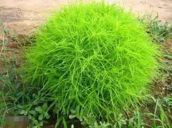 小時候在鄉村路邊「經常看到的不知名的植物」，快來看看你能認識幾個