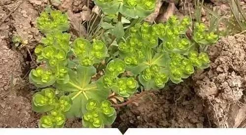 小時候在鄉村路邊「經常看到的不知名的植物」，快來看看你能認識幾個