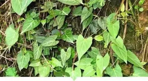 小時候在鄉村路邊「經常看到的不知名的植物」，快來看看你能認識幾個