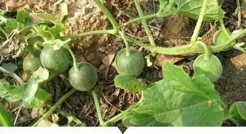 小時候在鄉村路邊「經常看到的不知名的植物」，快來看看你能認識幾個