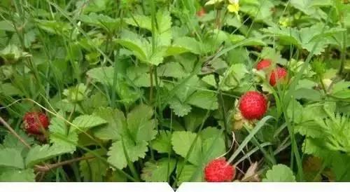 小時候在鄉村路邊「經常看到的不知名的植物」，快來看看你能認識幾個