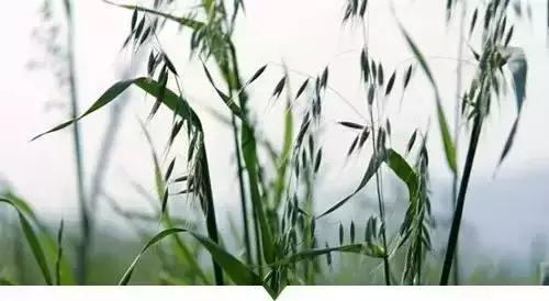 小時候在鄉村路邊「經常看到的不知名的植物」，快來看看你能認識幾個
