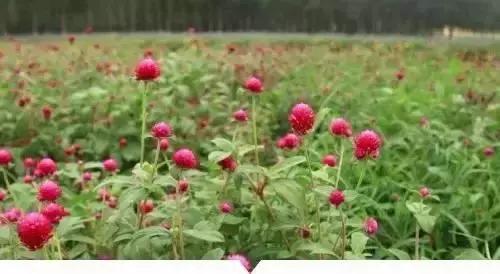 小時候在鄉村路邊「經常看到的不知名的植物」，快來看看你能認識幾個
