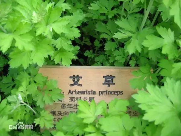 小時候在鄉村路邊「經常看到的不知名的植物」，快來看看你能認識幾個