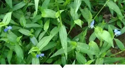 小時候在鄉村路邊「經常看到的不知名的植物」，快來看看你能認識幾個