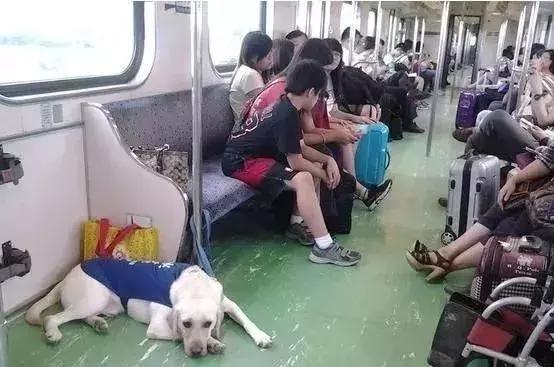 實在沒忍住！導盲犬任務在身不小心「尿店家門口」垂頭喪氣超自責　店家「不打罵」小舉動暖到心裡