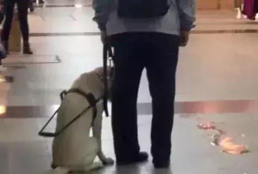 實在沒忍住！導盲犬任務在身不小心「尿店家門口」垂頭喪氣超自責　店家「不打罵」小舉動暖到心裡