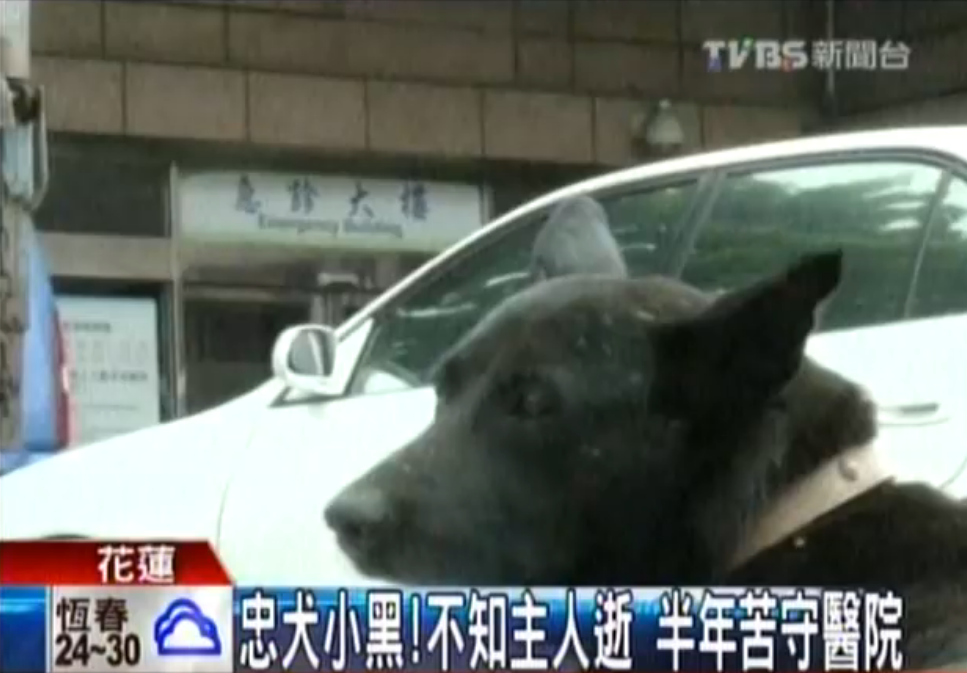 不知道主人走了！忠犬小黑半年來「每天走12公里」苦守醫院不離不棄：主人是我唯一