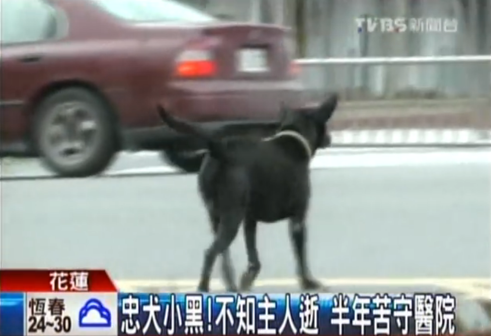 不知道主人走了！忠犬小黑半年來「每天走12公里」苦守醫院不離不棄：主人是我唯一