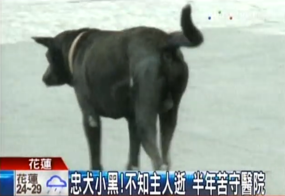不知道主人走了！忠犬小黑半年來「每天走12公里」苦守醫院不離不棄：主人是我唯一