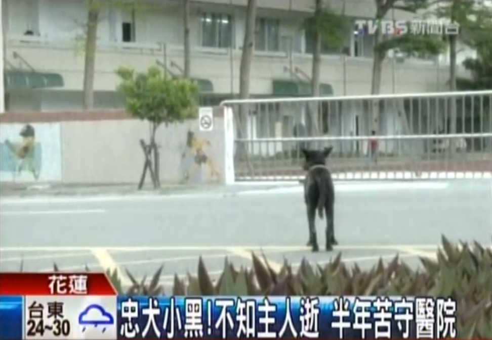 不知道主人走了！忠犬小黑半年來「每天走12公里」苦守醫院不離不棄：主人是我唯一