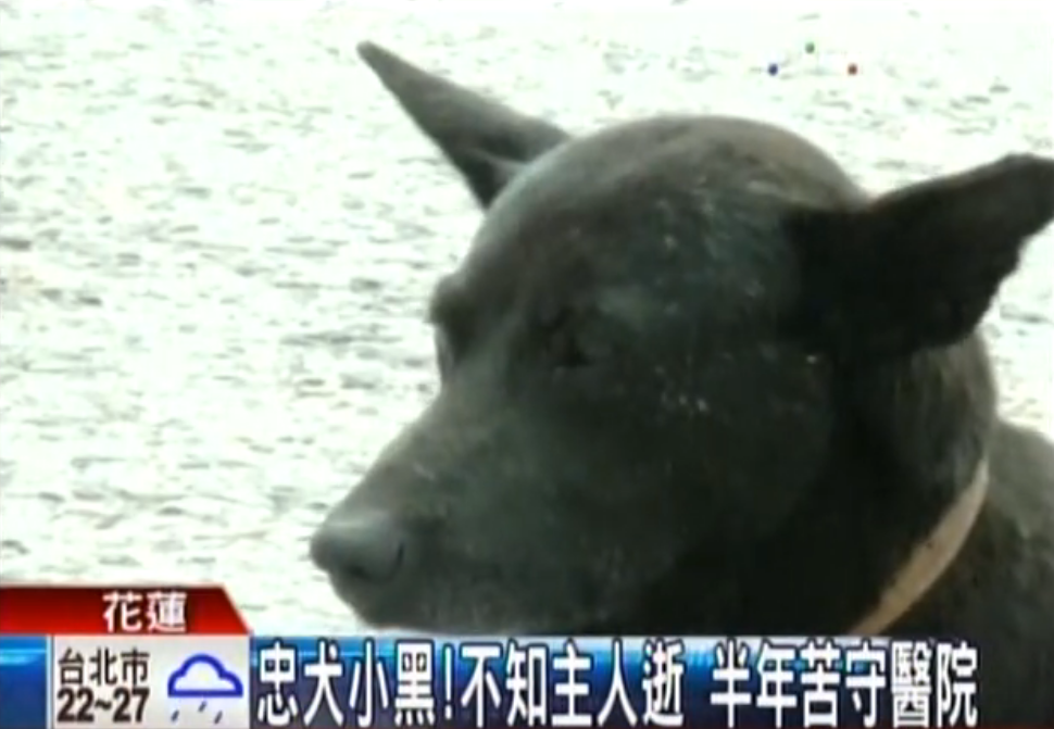 不知道主人走了！忠犬小黑半年來「每天走12公里」苦守醫院不離不棄：主人是我唯一