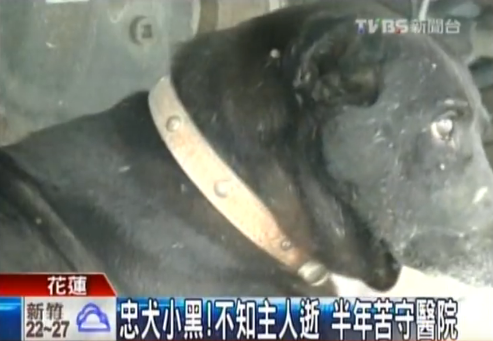 不知道主人走了！忠犬小黑半年來「每天走12公里」苦守醫院不離不棄：主人是我唯一