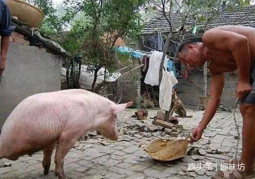 老漢養一頭「怪豬」有人想花高價買下，卻被拒絕，得知真相讓人淚目！