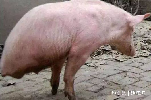 老漢養一頭「怪豬」有人想花高價買下，卻被拒絕，得知真相讓人淚目！