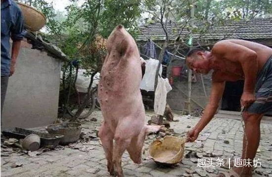 老漢養一頭「怪豬」有人想花高價買下，卻被拒絕，得知真相讓人淚目！