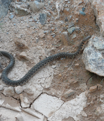 老人救了一條蛇，夜裡蛇托夢告訴他還會「窮三代」，老人靈機一動   子孫不缺錢花