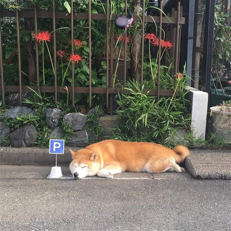主人「幫畫停車格」讓萌柴睡搞搞　結果「各種違規亂停」網喊：警察叔叔開單啦～