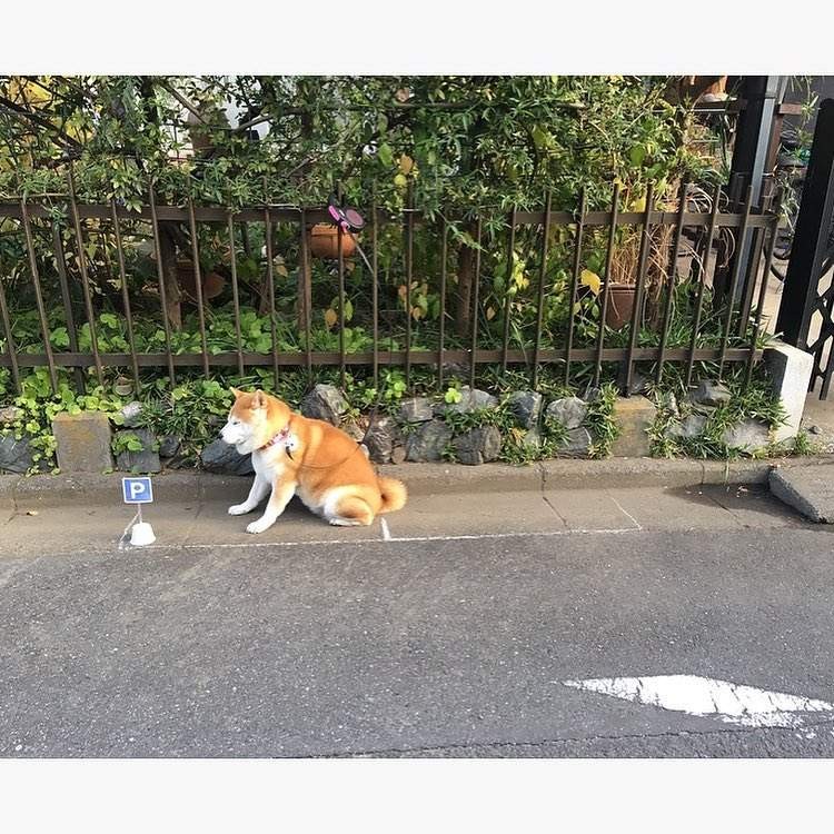 主人「幫畫停車格」讓萌柴睡搞搞　結果「各種違規亂停」網喊：警察叔叔開單啦～