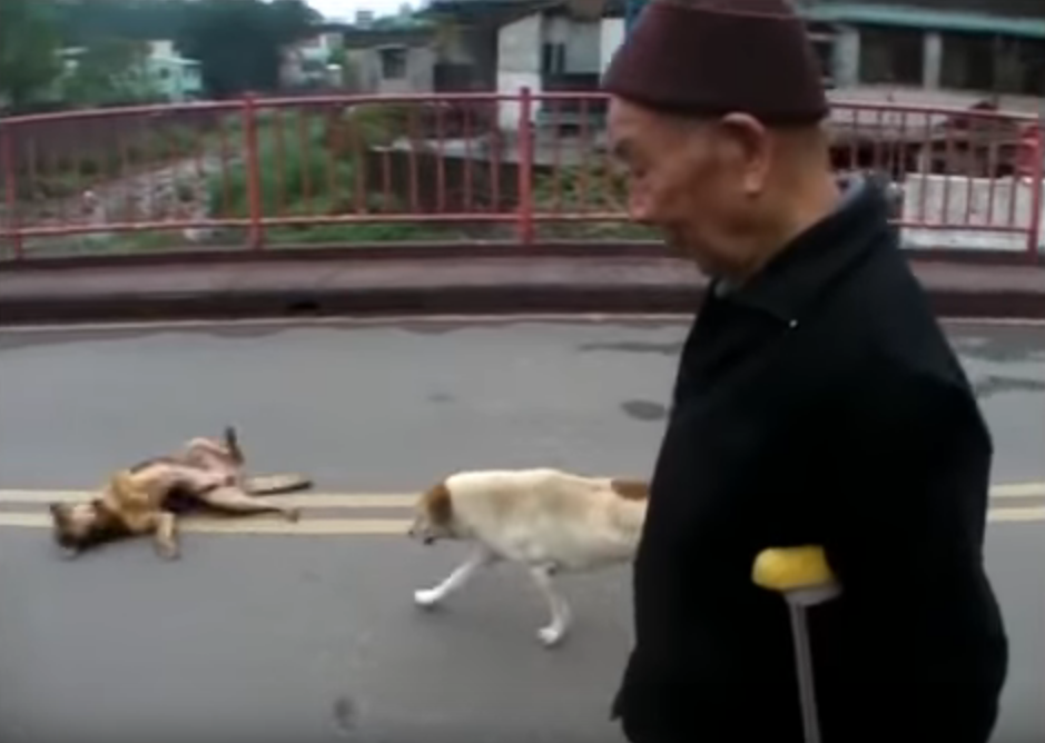 2忠犬風雨無阻 護89歲獨居老伯搭車！  趴坐對向站牌堅守  10年來成他「唯一親人」