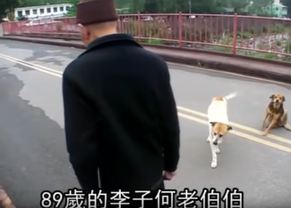 2忠犬風雨無阻 護89歲獨居老伯搭車！  趴坐對向站牌堅守  10年來成他「唯一親人」